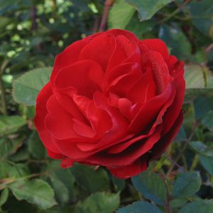 Rosa 'Hope for Humanity'