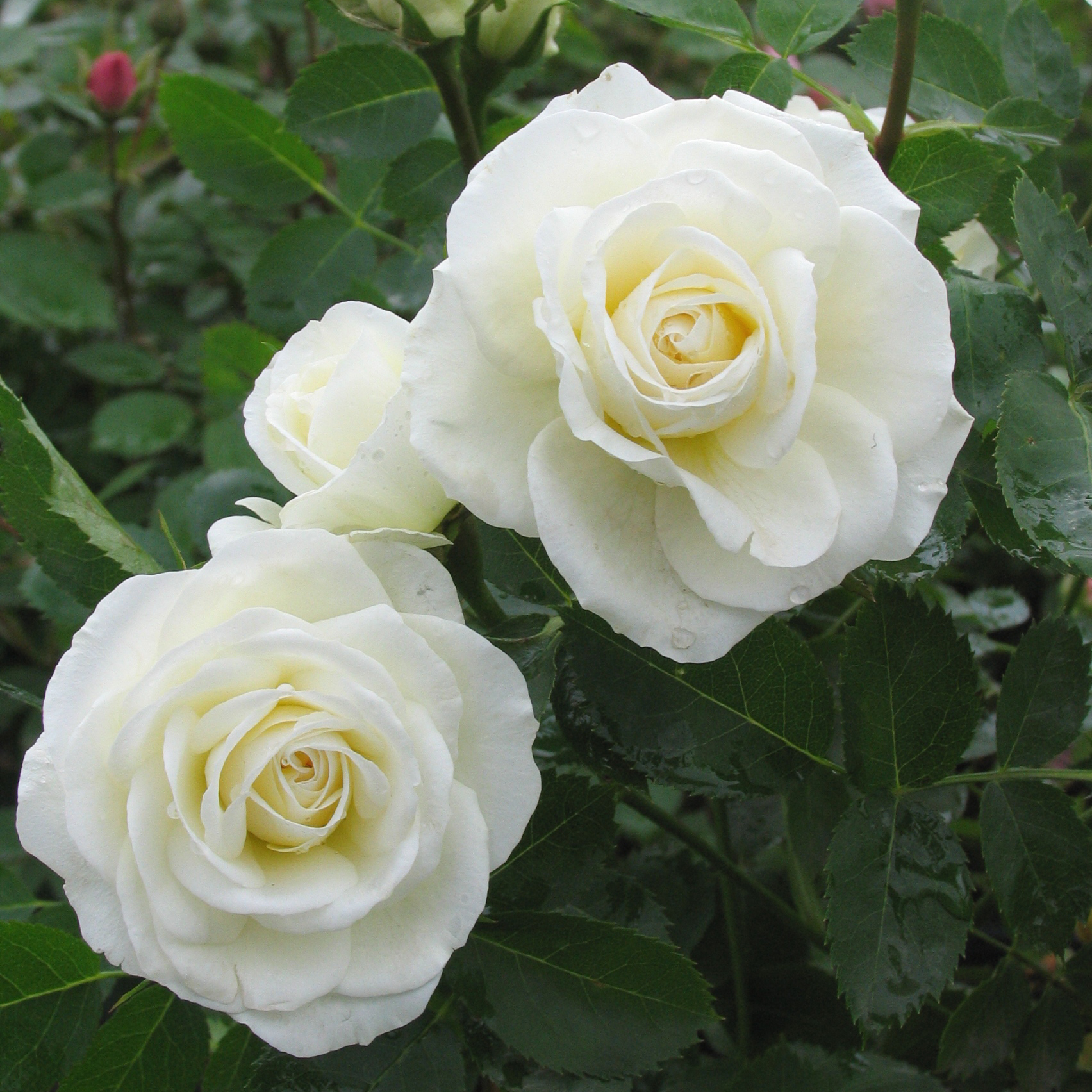 Rosa 'JP Connell'