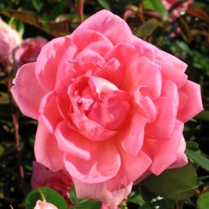 Rosa 'Lambert Closse'