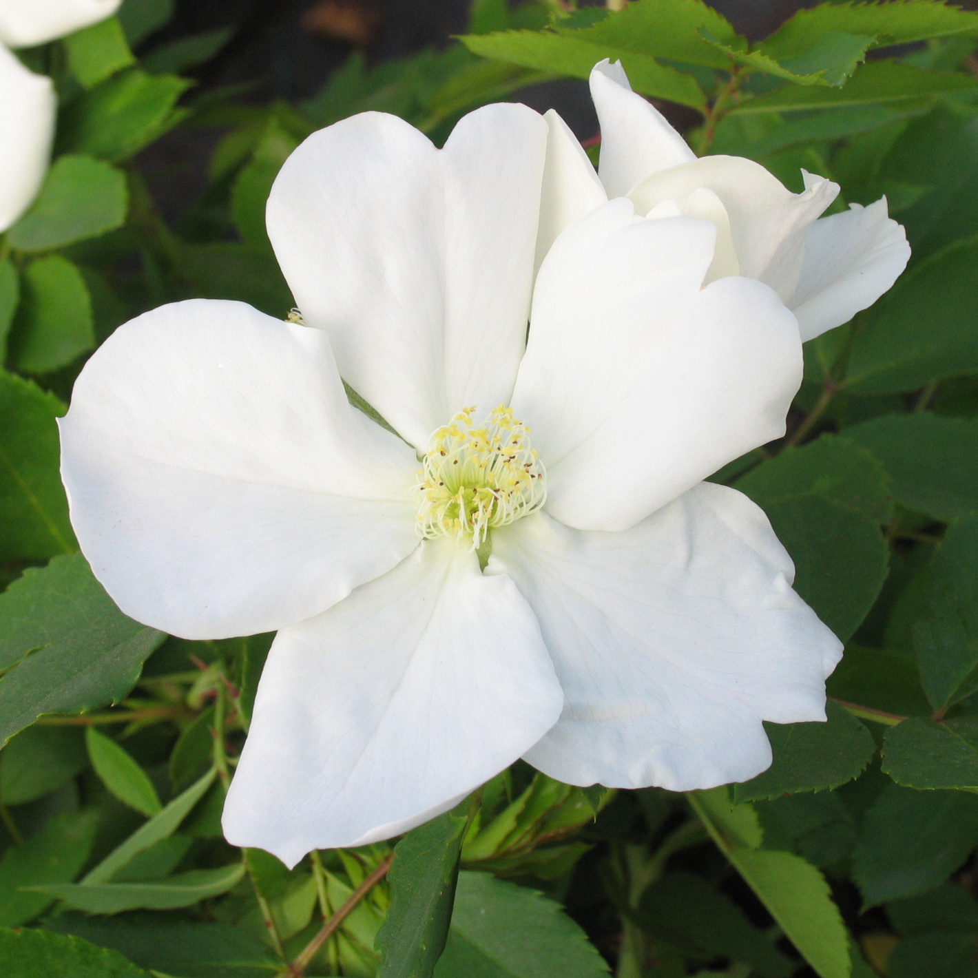 Rosa 'Morden Snowbeauty'