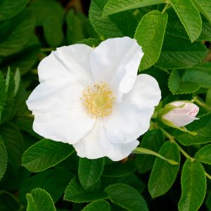 Rosa rugosa 'Alba'