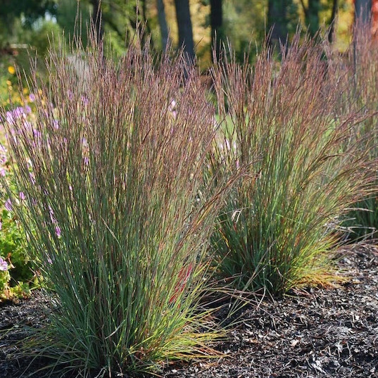 Schizachyrium scoparium 'Jazz'