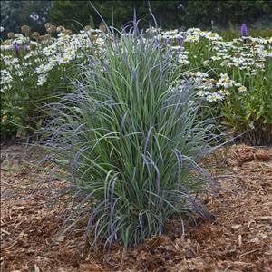 Schizachyrium scoparium 'Twilight Zone'
