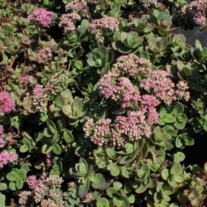 Sedum 'Sunsparkler Lime Zinger'