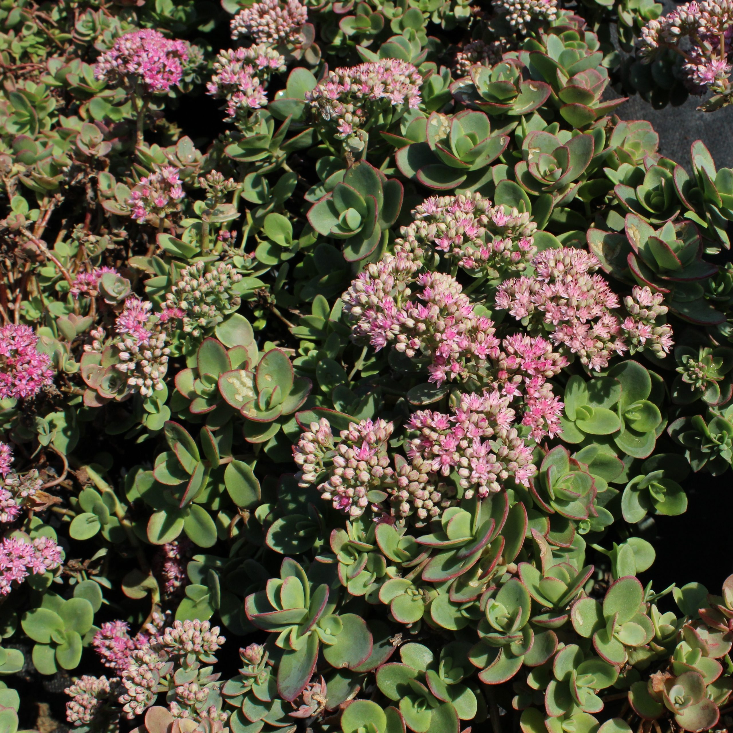 Sedum 'Sunsparkler Lime Zinger'
