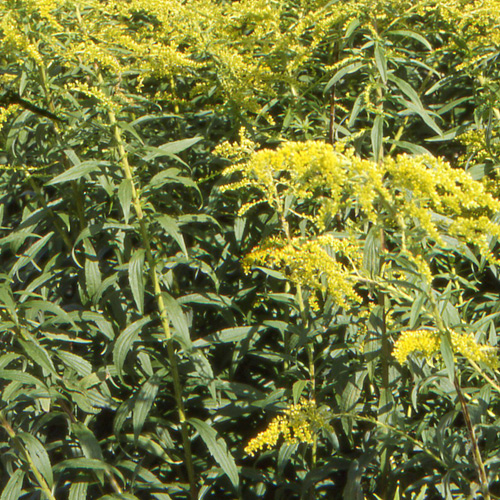 Solidago shortii 'Solar Cascade'