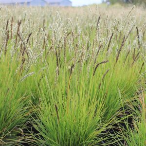 Sesleria autumnalis