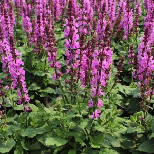 Salvia nemorosa 'Rose Marvel'