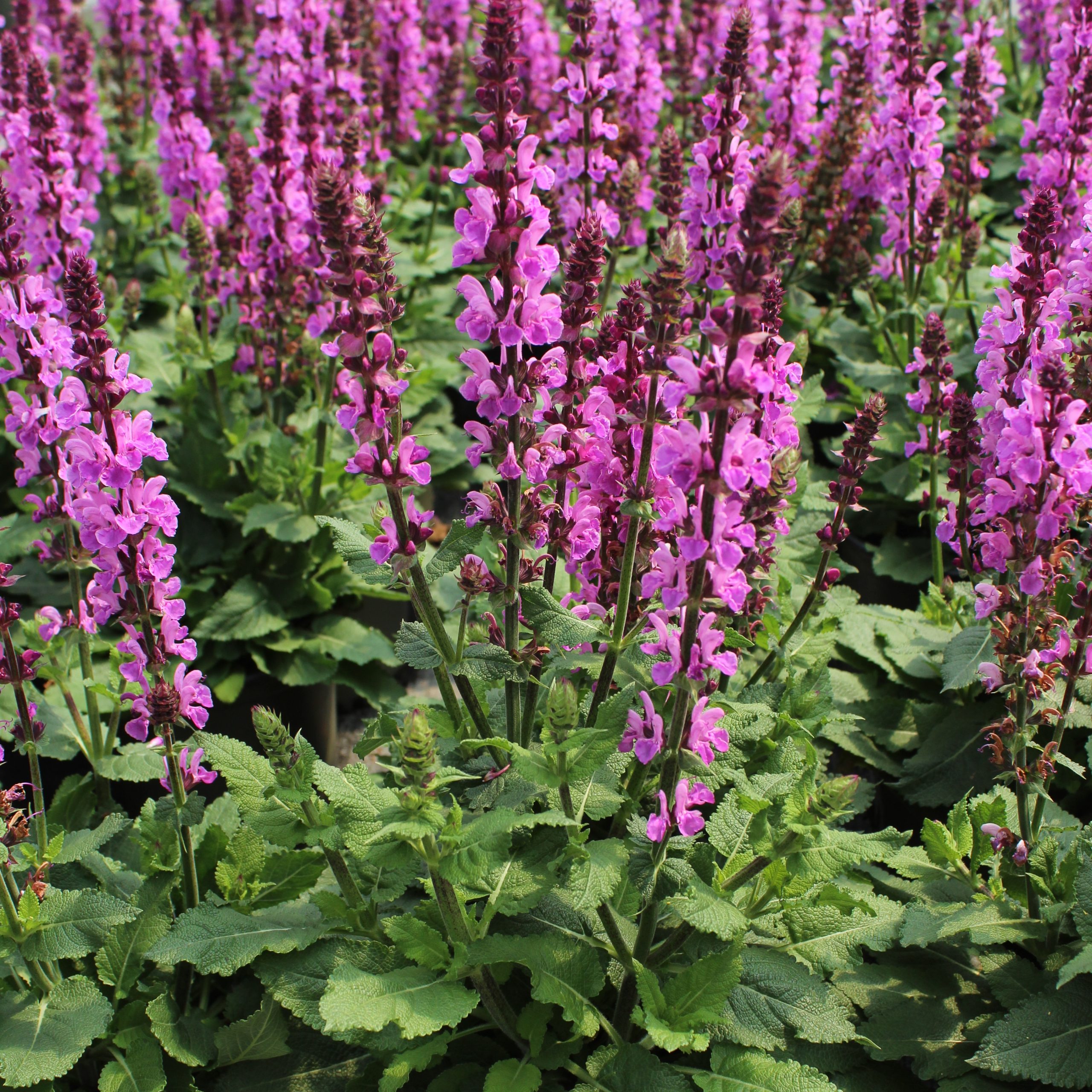 Salvia nemorosa 'Rose Marvel'
