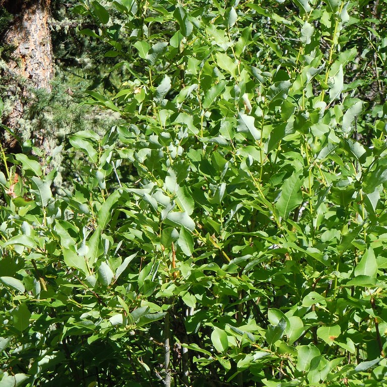 Salix eriocephala