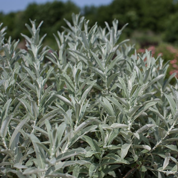 Salix candida 'Iceberg Alley'