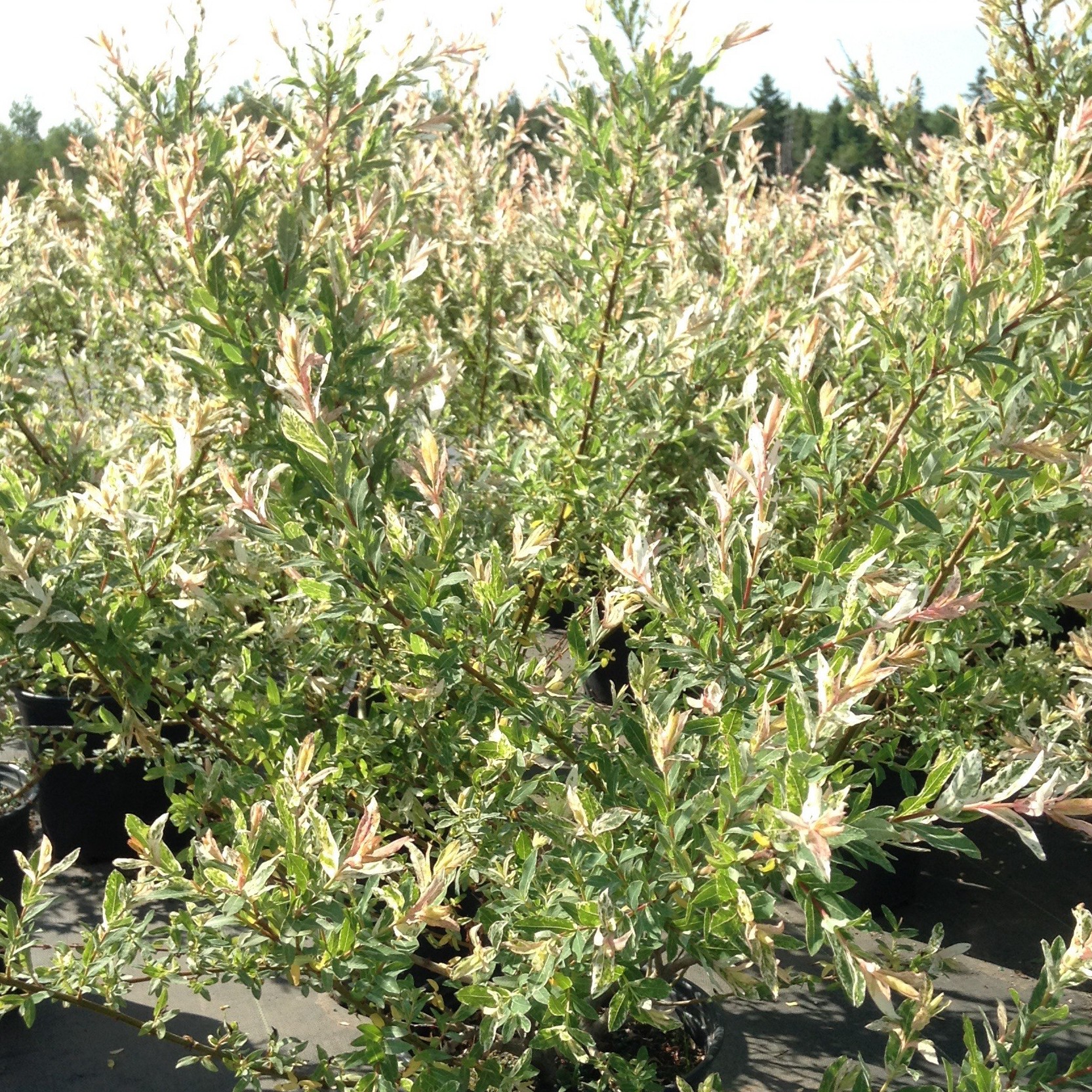 Salix integra 'Flamingo'