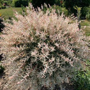 Salix integra 'Hakuro Nishiki'
