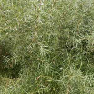 Salix interior