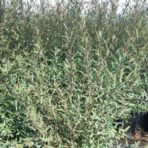 Salix purpurea 'Nana'
