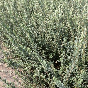 Salix repens
