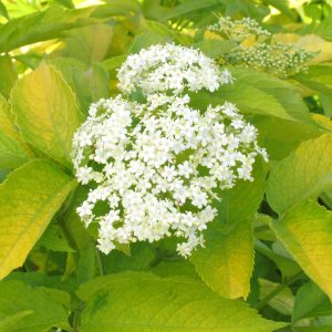 Sambucus canadensis 'Aurea'