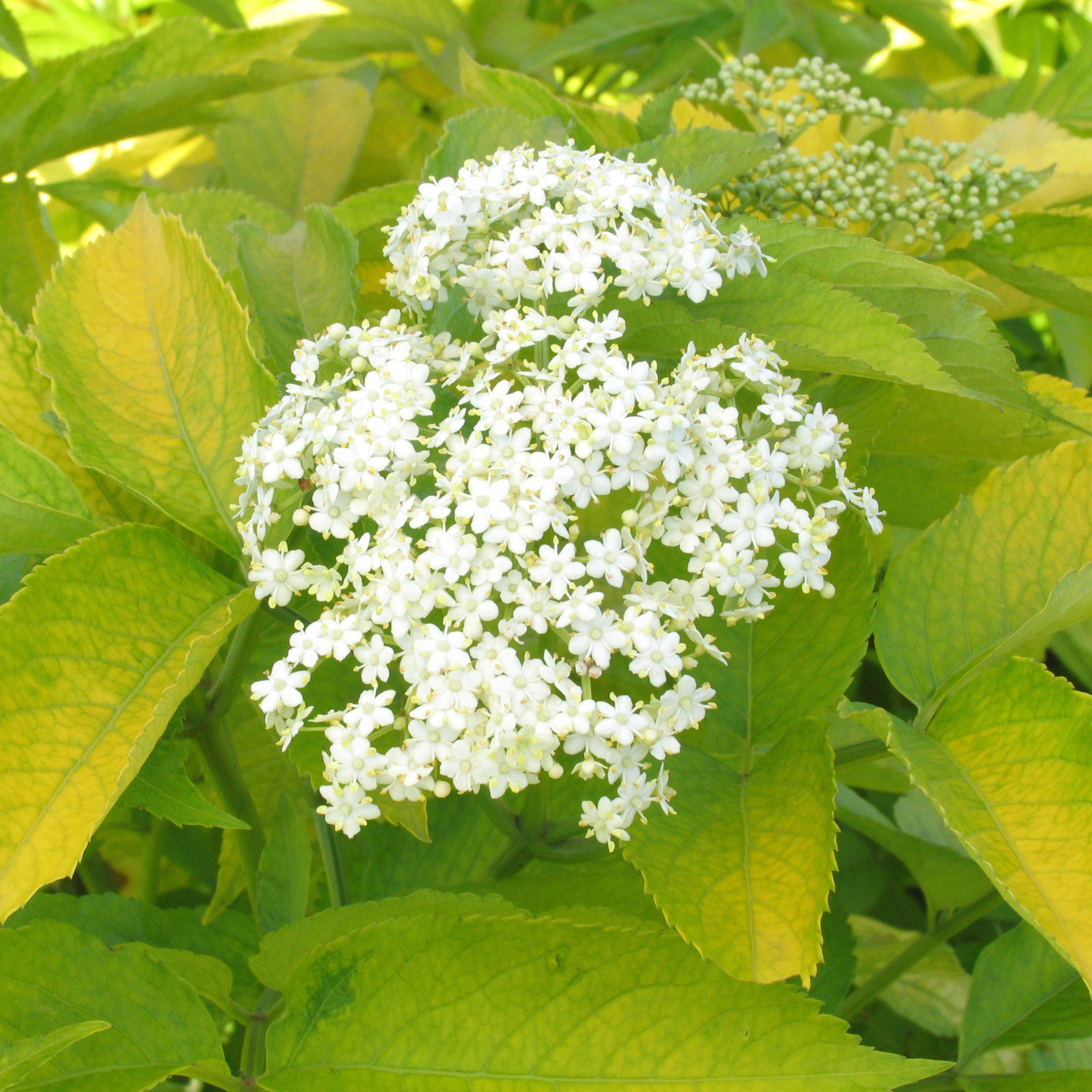 Sambucus canadensis 'Aurea'