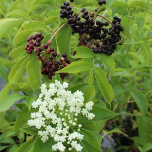 Sambucus canadensis