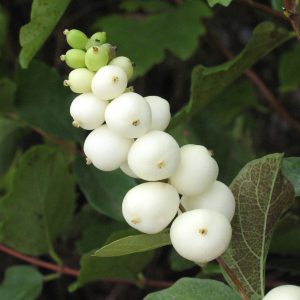 Symphoricarpos albus