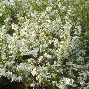 Spiraea arguta