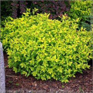 Spiraea bumalda 'Golden Carpet'