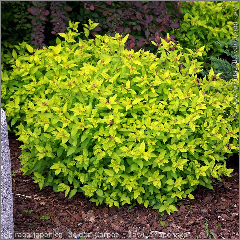 Spiraea bumalda 'Golden Carpet'