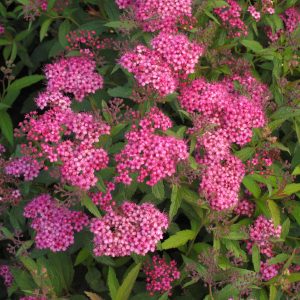 Spiraea bumalda 'Anthony Waterer'