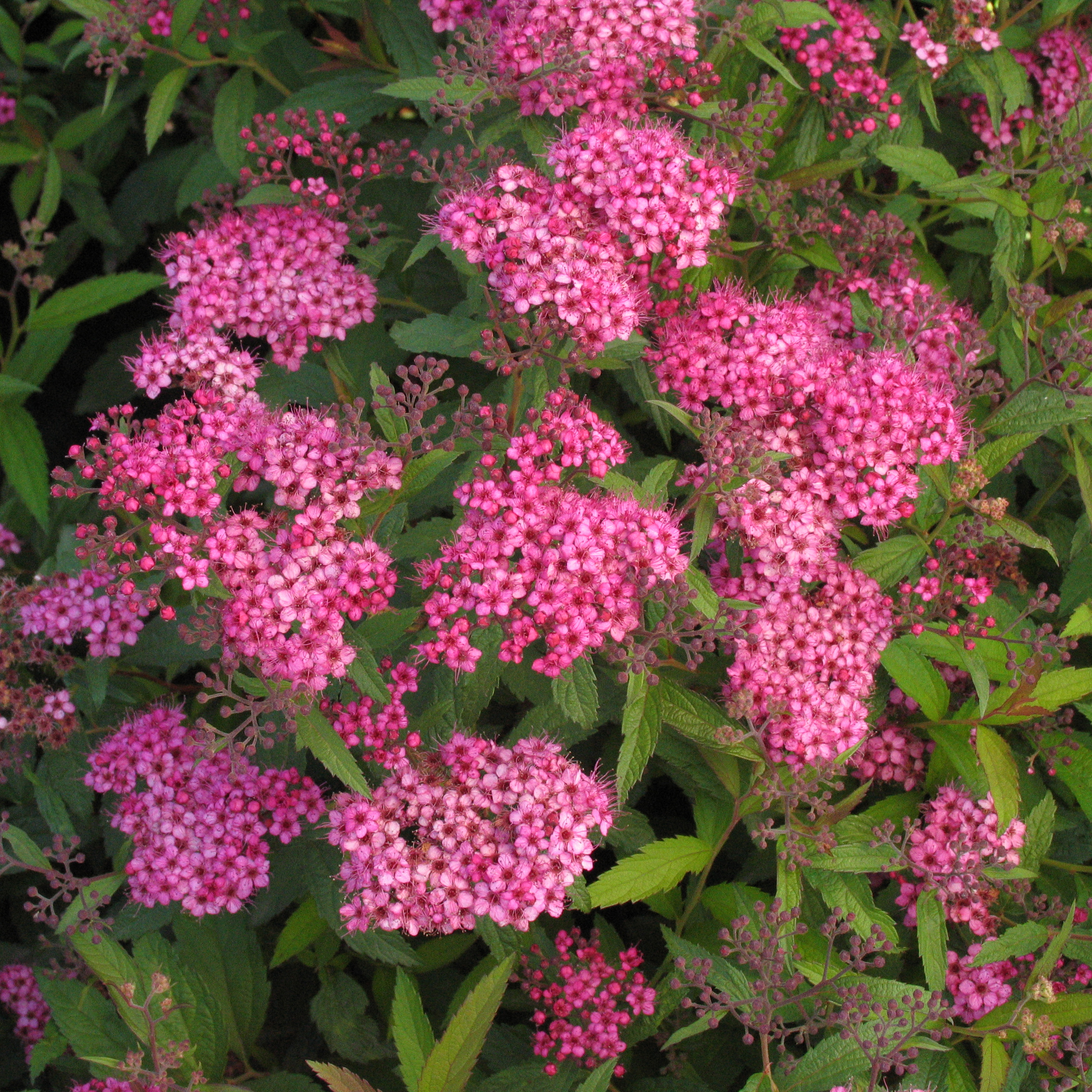 Spiraea bumalda 'Anthony Waterer'