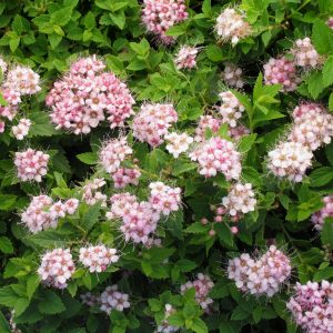 Spiraea bumalda 'Green Carpet'