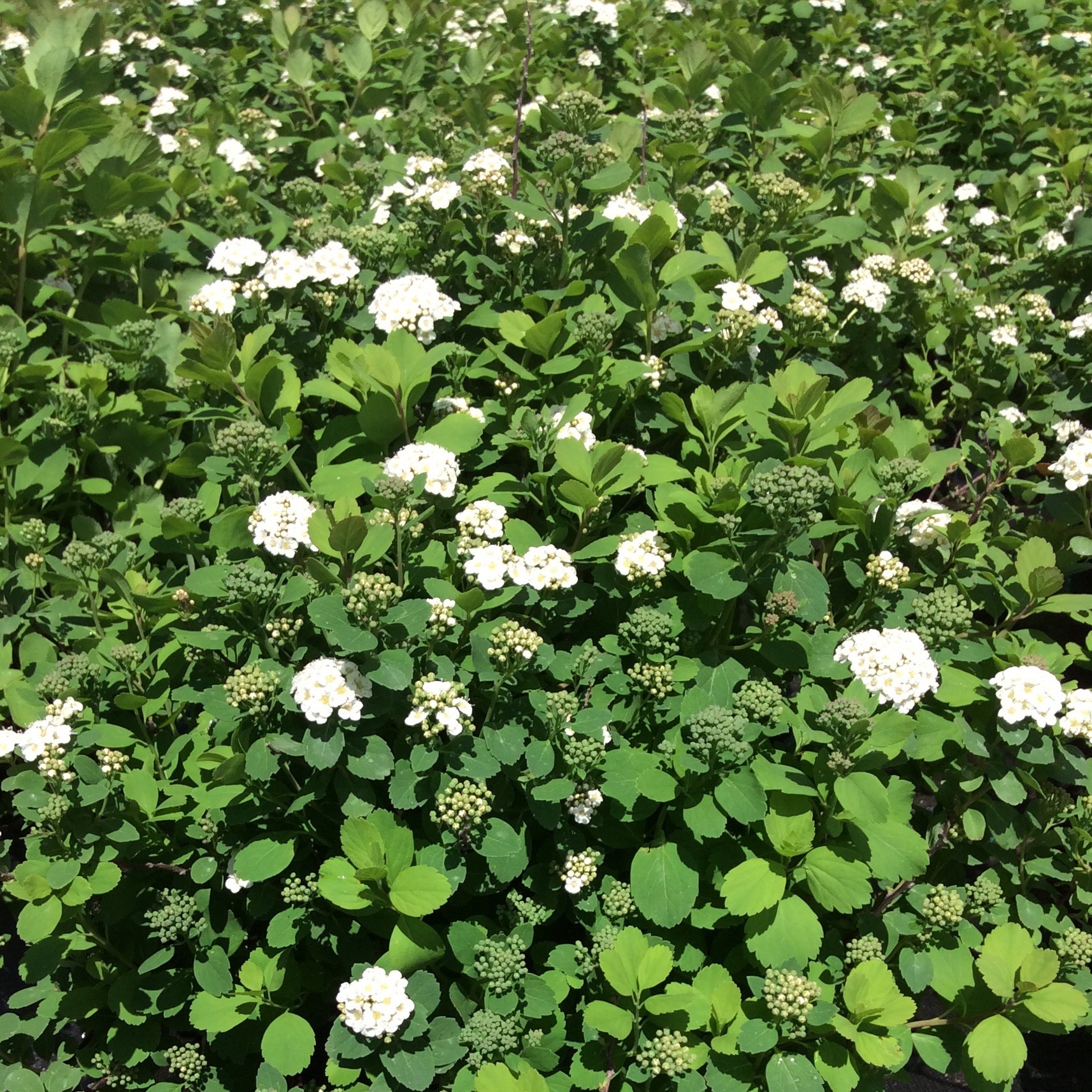 Spiraea betulifolia 'Tor'