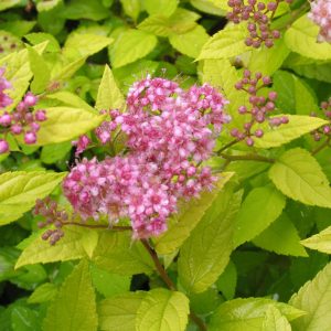 Spiraea japonica 'Goldmound'