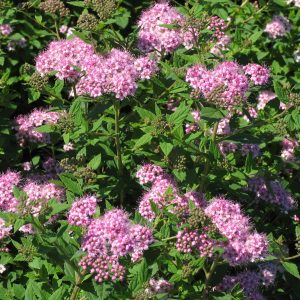 Spiraea japonica 'Little Princess'