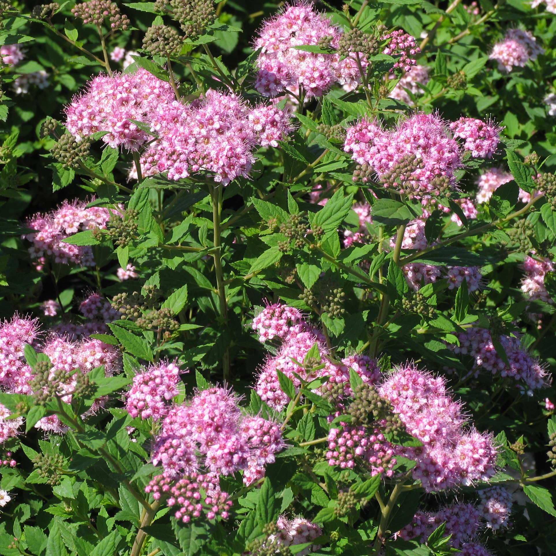 Spiraea japonica 'Little Princess'