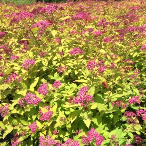 Spiraea japonica 'Magic Carpet'