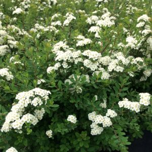 Spiraea nipponica 'Snowmound'