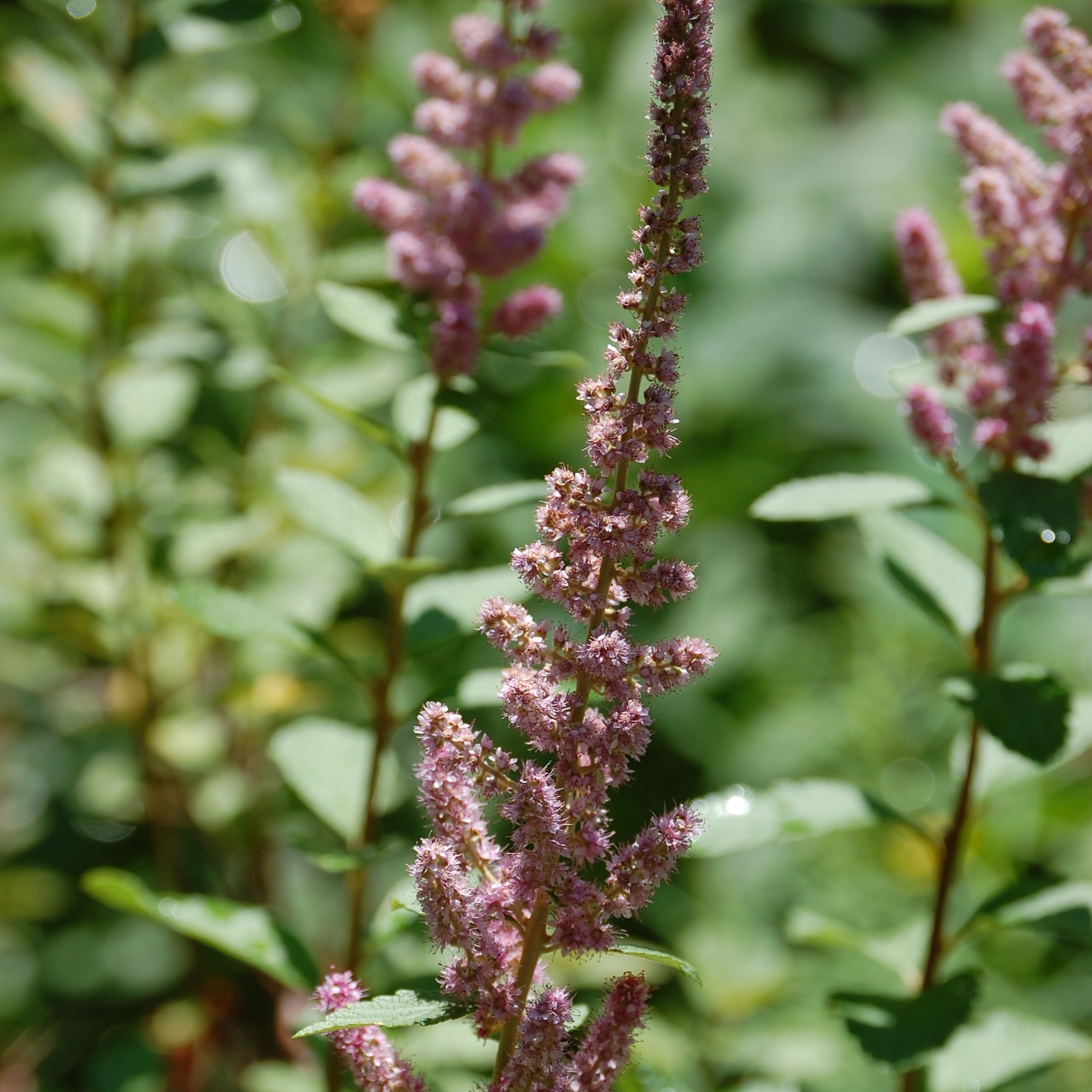 Spiraea tomentosa