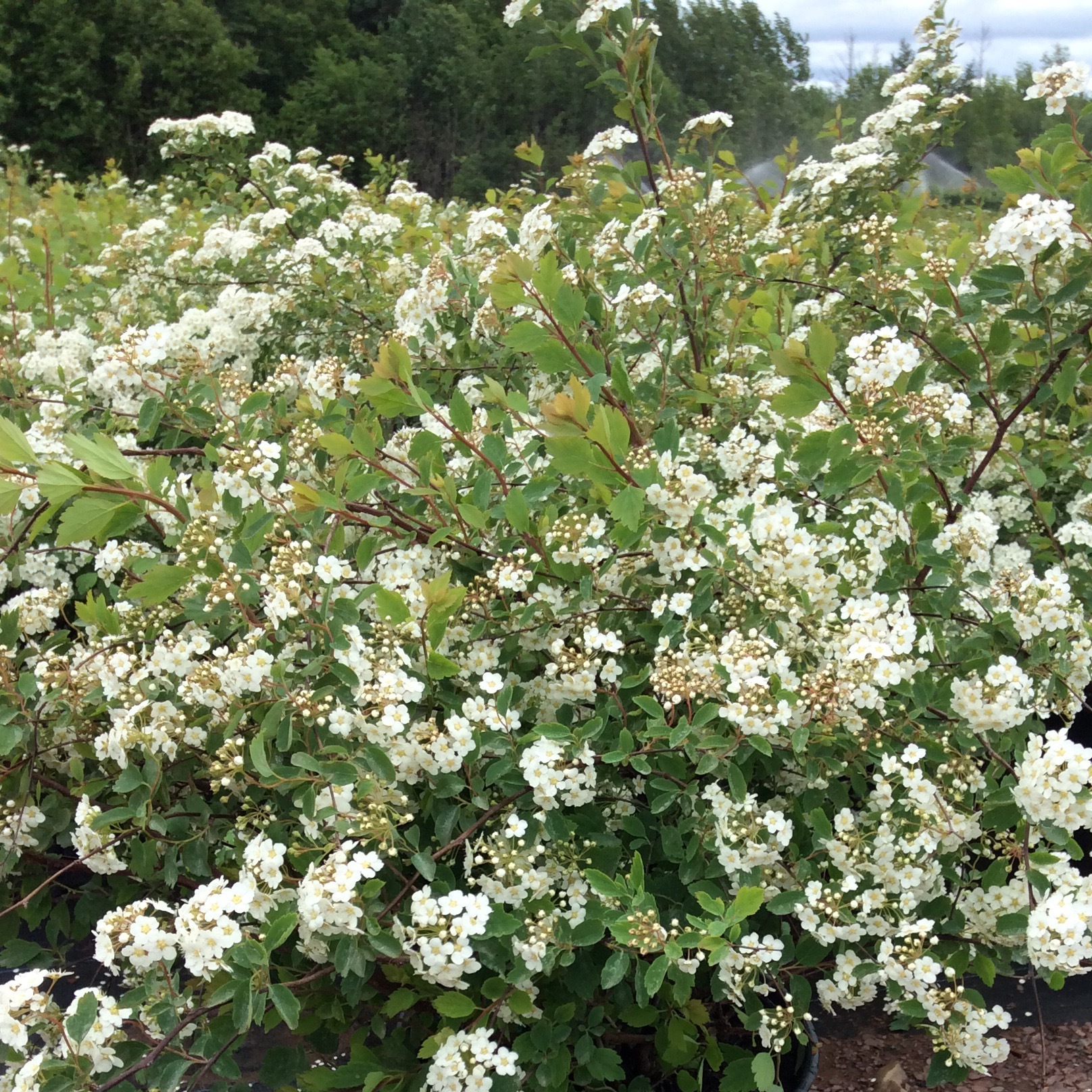 Spiraea vanhouttei 'Renaissance'