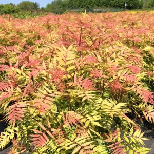 Sorbaria sorbifolia 'Sem'