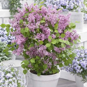 Syringa meyeri 'Flowerfesta Purple'