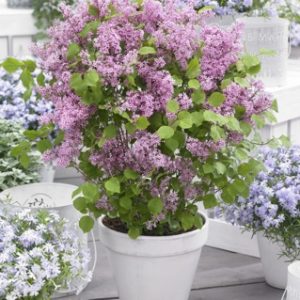 Syringa meyeri 'Flowerfesta Pink'