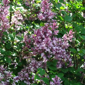 Syringa meyeri 'Palibin'