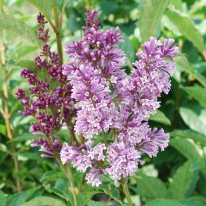 Syringa prestoniae 'Donald Wyman'