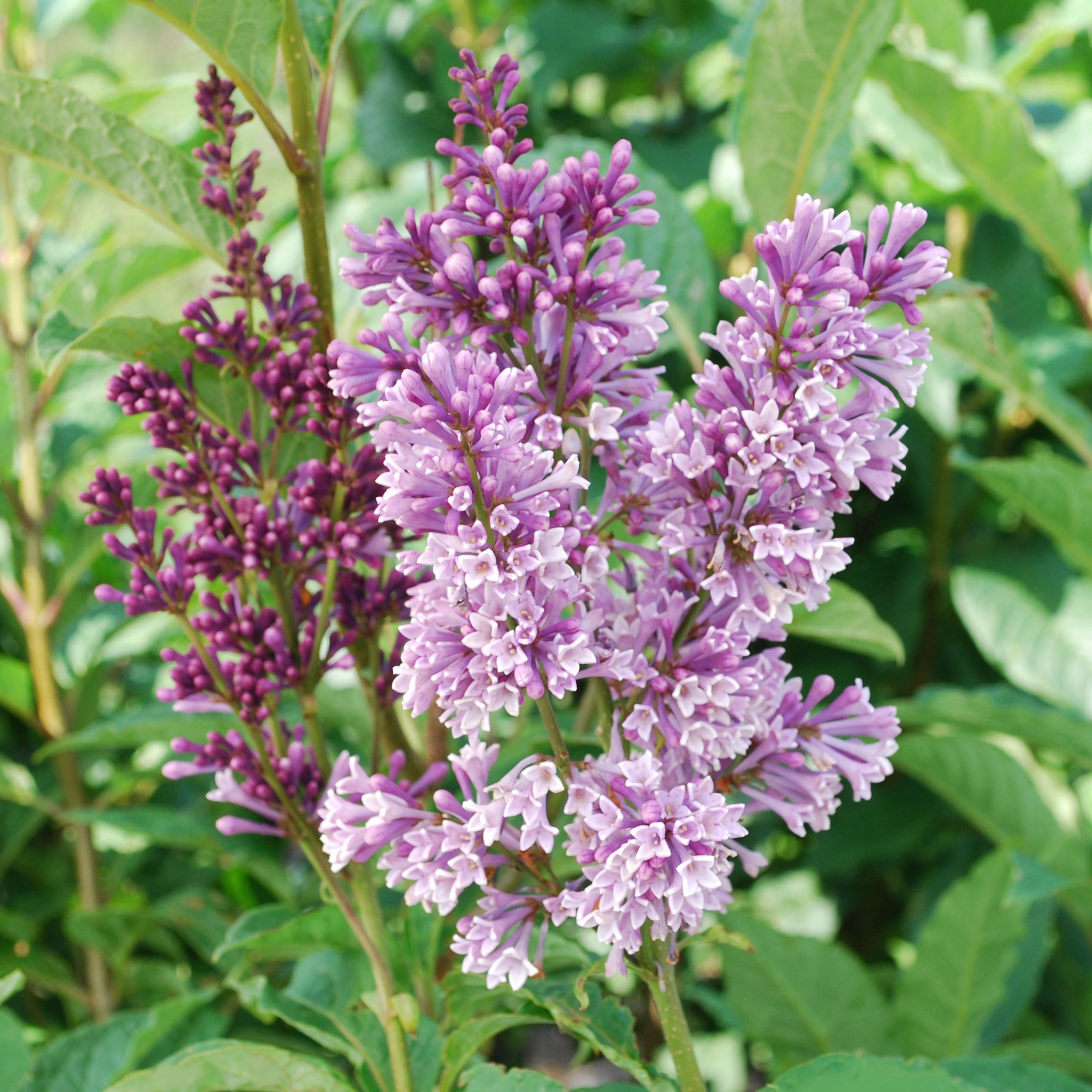 Syringa prestoniae 'Donald Wyman'