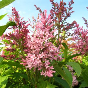 Syringa prestoniae 'James Mcfarlane'