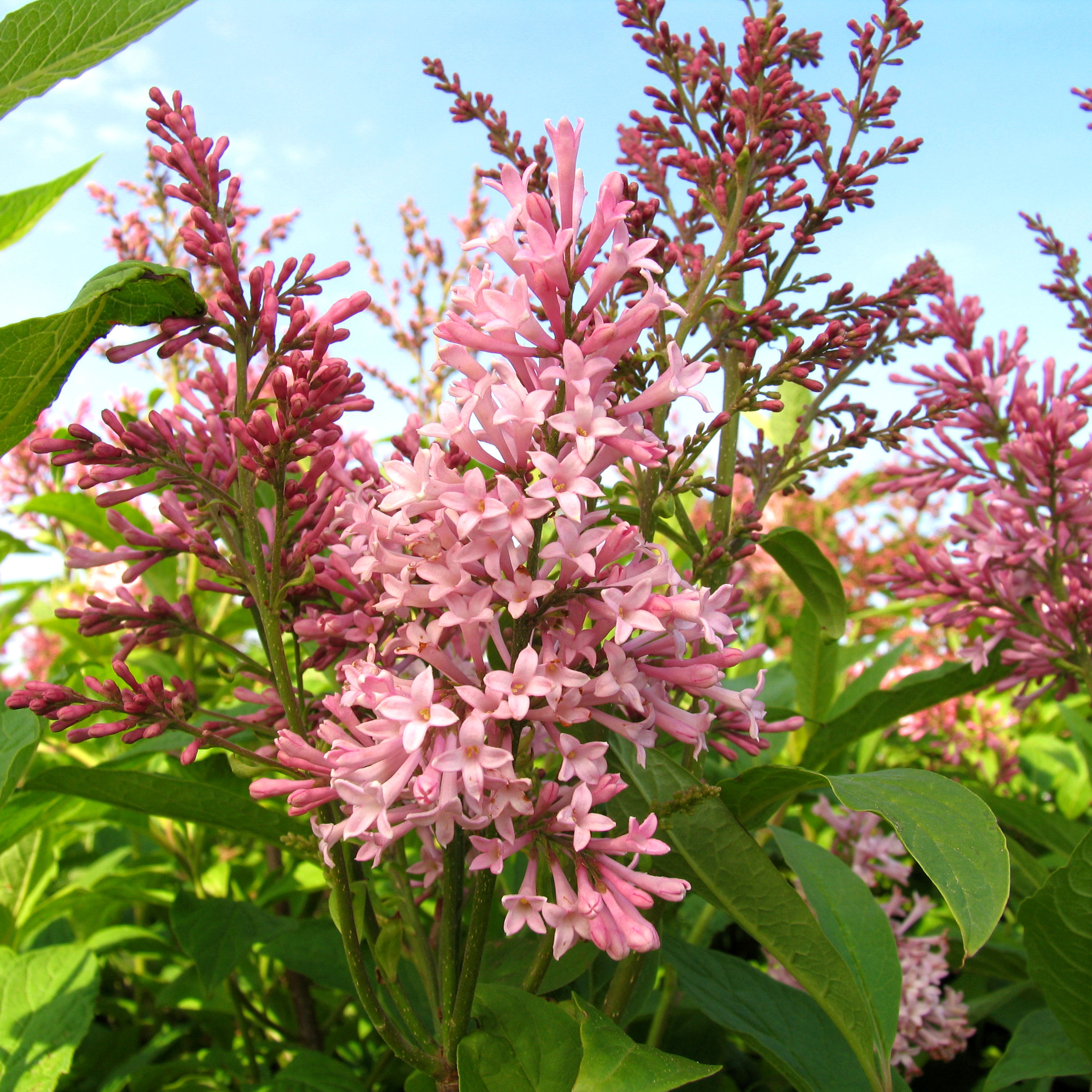 Syringa prestoniae 'James Mcfarlane'