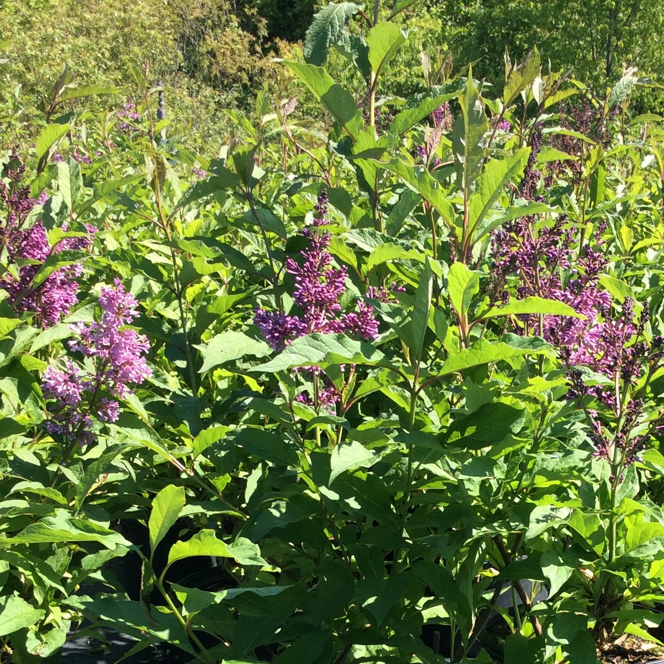 Syringa prestoniae 'Royalty'