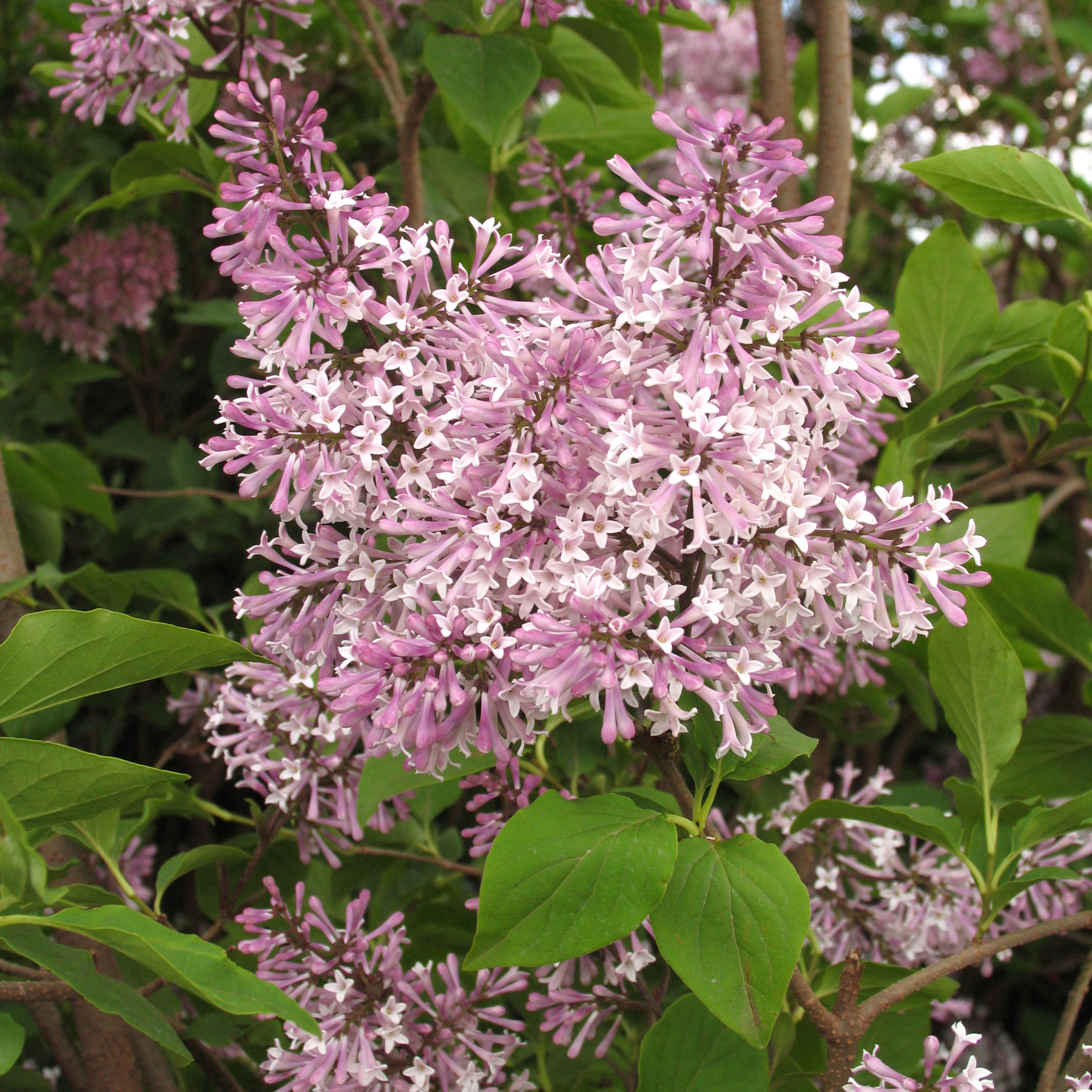 Syringa patula 'Miss Kim'