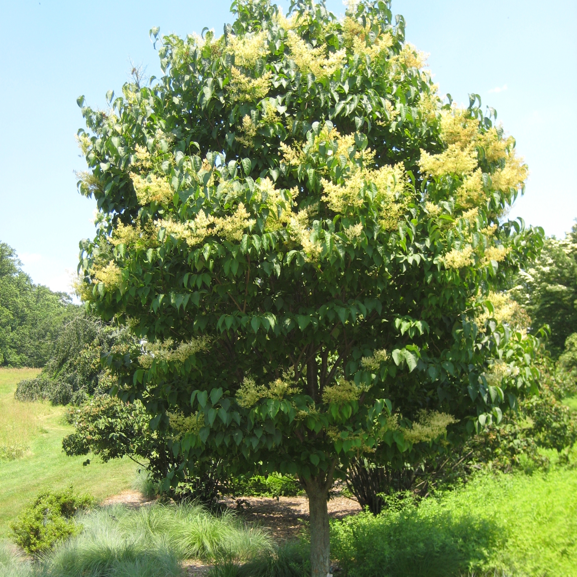 Syringa reticulata