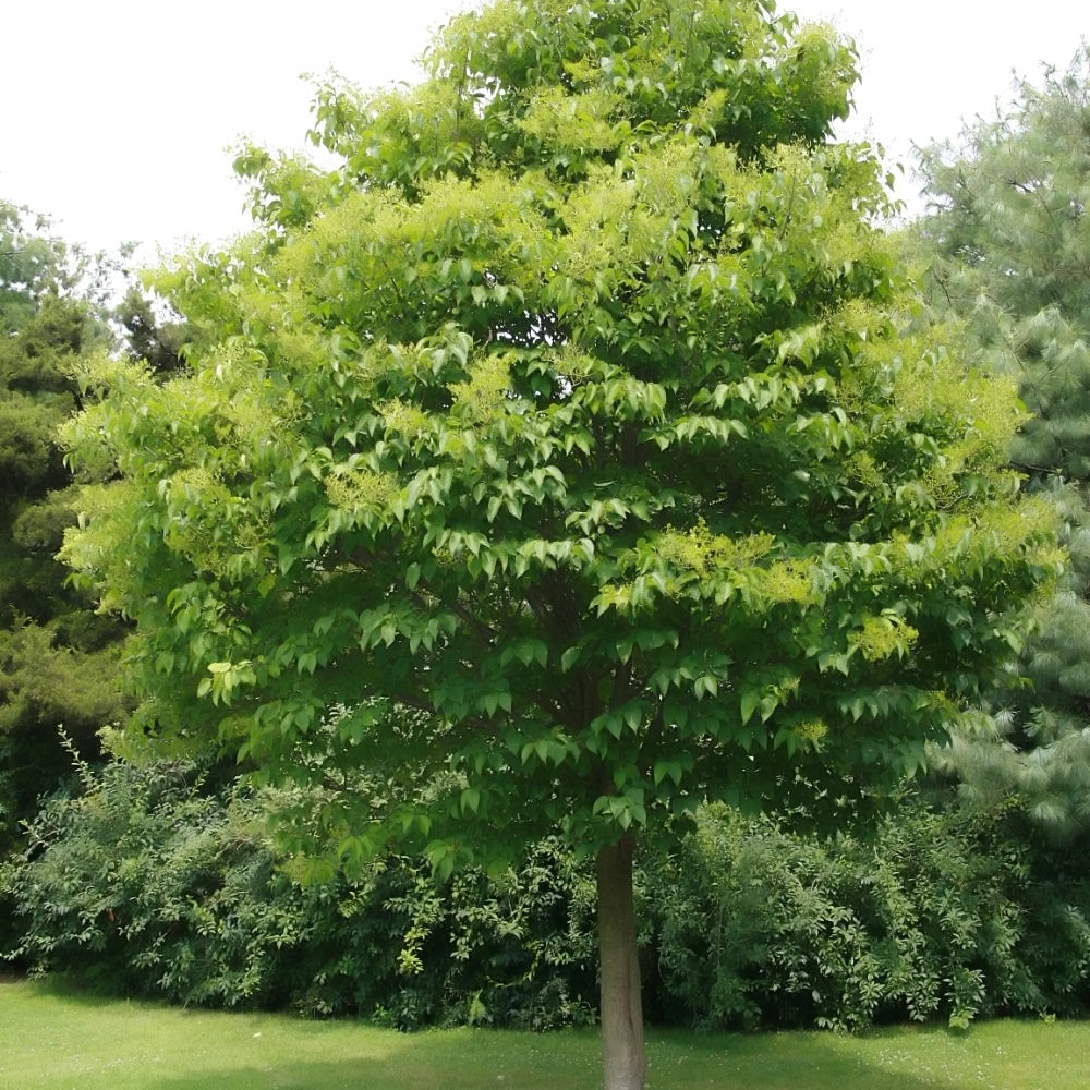 Syringa reticulata 'Ivory Silk'